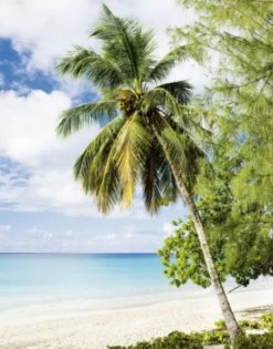 Fototapete Vlies Meer Palmen Urlaub Blau Grün Weiß 47269 -Fashion Home Wallpaper Store Fototapete Vlies Meer Palmen Urlaub blau gruen weiss 47269 63210720